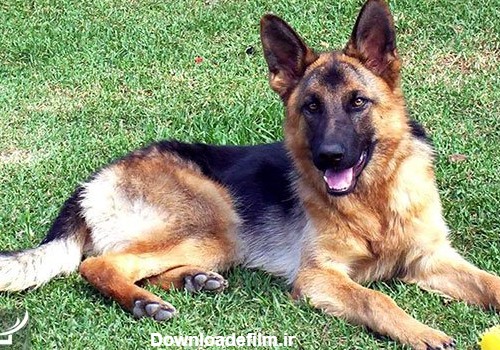 نژاد سگ ژرمن شپرد را بشناسید · جدید ۱۴۰۲ -❤️ گهر