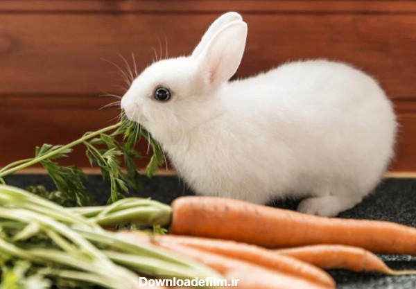 غذاهای مناسب خرگوش | ماکی دام