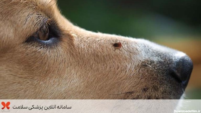 درمان کنه سگ / تشخیص و درمان کک و کنه در سگ ها | مجله سلامت حال