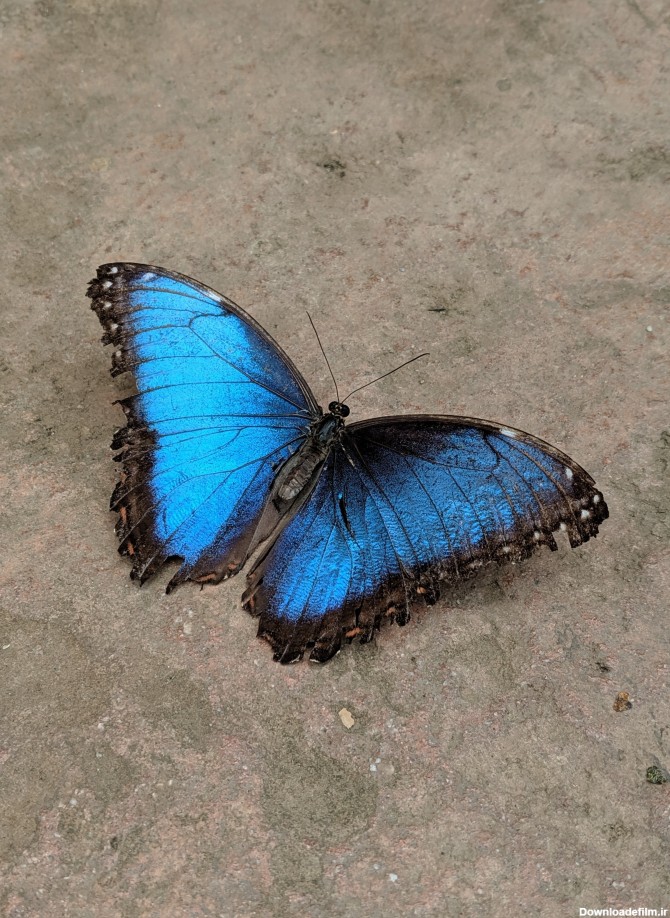 دانلود عکس پروانه آبی و سیاه روی زمین با کیفیت عالی