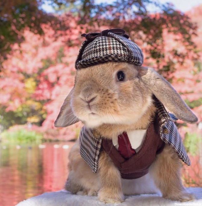 خوش تیپ ترین خرگوش جهان - قدس آنلاین