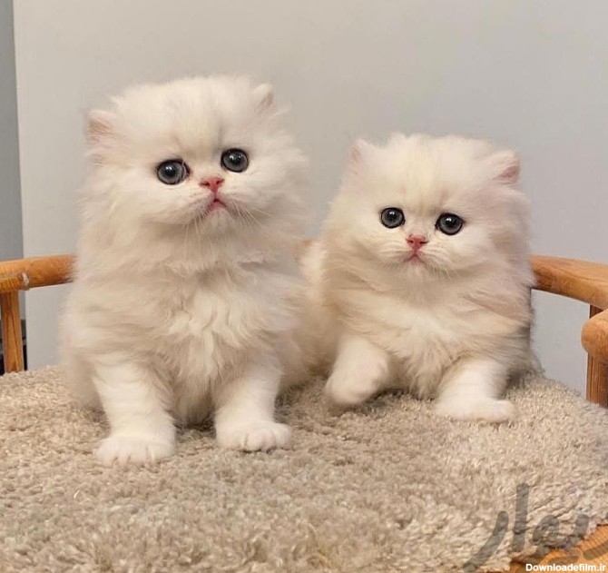 گربه های توپول موپولی پرشین سفید و نسکافه ای|گربه|تهران، فرحزاد|دیوار