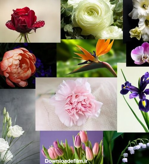 مجموعه عکس و اسم گل های کاکتوس (جدید)