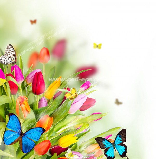 عکس با کیفیت تصویری فانتزی و رویایی از رزهای رنگارنگ با پروانه های ...