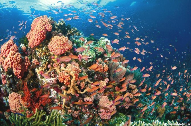 آخرین خبر | چرا مرجان های دریایی برای اکوسیستم مهم هستند؟