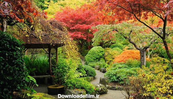 10 نوع گیاهان بومی ژاپن - پوپونیک