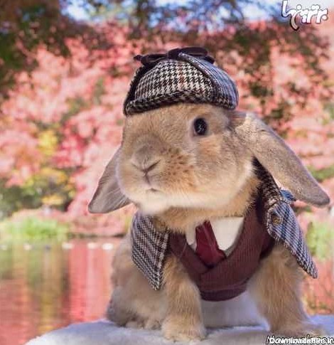 خوشتیپ ترین خرگوش جهان در توکیو! + تصاویر
