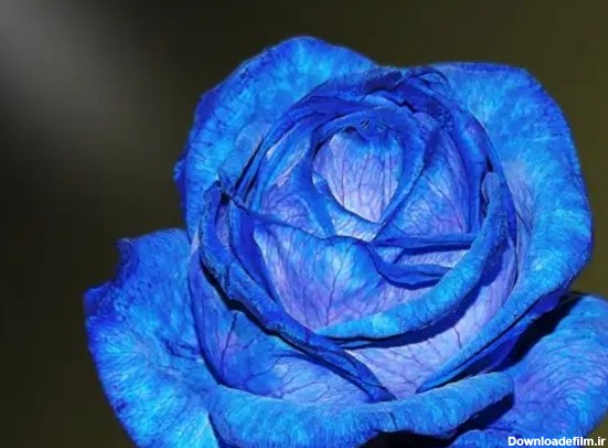 عکس عجیب ترین گل‌های آبی جهان+تصاویر