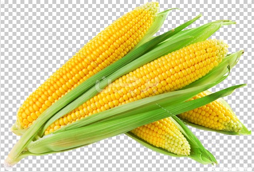 Borchin-ir-free png photo of a corn عکس بدون زمینه چند ذرت و بلال بصورت دوربری شده۲