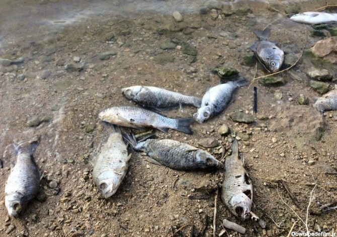 جزئیات به گل نشستن هزاران گربه ماهی در ساحل جاسک / ماهی ها از ...