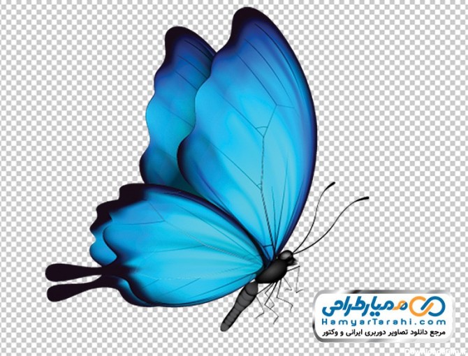 فایل png پروانه آبی 10261197 :: همیار طراحی