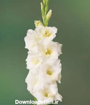 راهنمای کاشت بذر و پرورش گل گلایل سفید