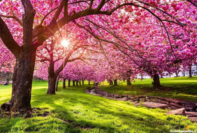 عکس زیبای فصل بهار برای پروفایل