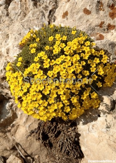 گیاه کمیاب صخره زی با گل های زرد - گل ها - طبیعت - استوک ...