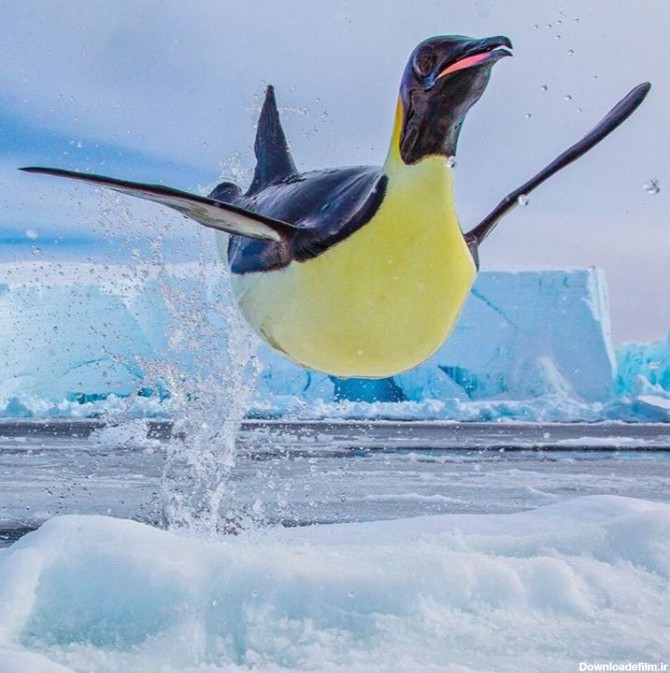 پرش پنگوئن بیرون از آب با شکم پر از ماهی برای بچه هایش