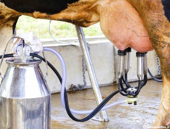 روش استفاده از شیر دوش برقی گاو و دام + مراحل
