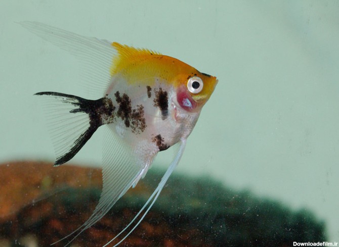 شناخت کامل ماهی آنجل یا فرشته ماهی - پت زیپ