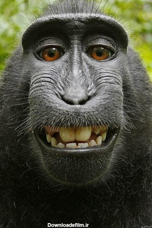 عکس میمون زشت ترسناک