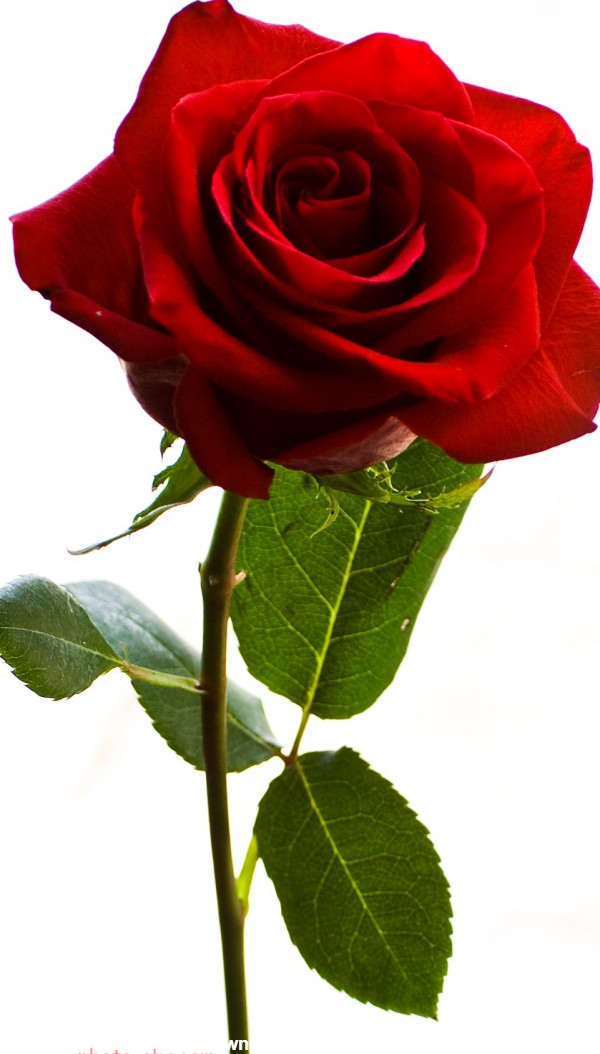 عکس شاخه گل رز قرمز زیبا aks shakhe ghole rose
