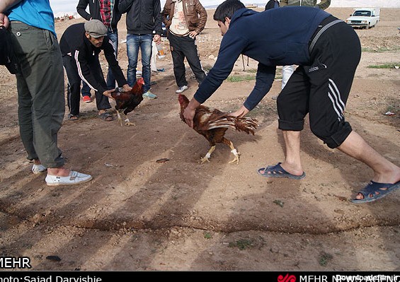 خروس جنگی در لرستان (عکس)