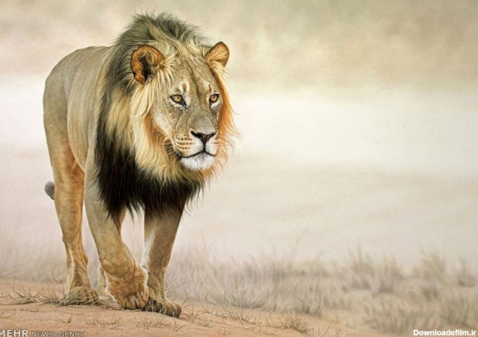 نقاشی‌های فوق العاده از حیوانات‎