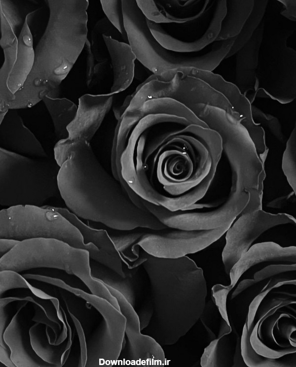 عکس گل برای پروفایل سیاه