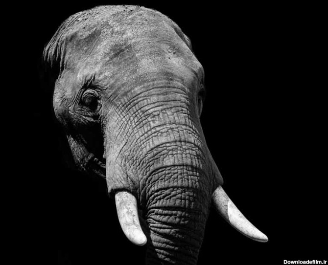 دانلود تصویر سر فیل در تاریکی