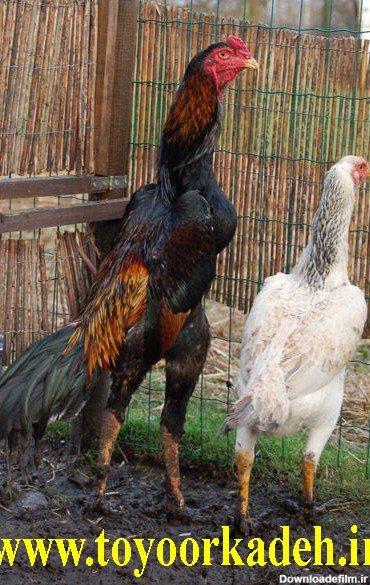 معرفی کامل مرغ و خروس نژاد شامو + عکس لاری شامو - طیورکده
