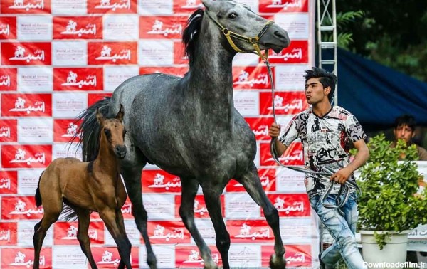 تصاویر | حراجی لوکس برای خرید و فروش اسب‌های ترکمن - خبرآنلاین