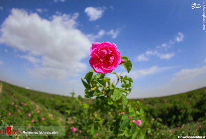 مشرق نیوز - عکس/ برداشت گل محمدی در قم