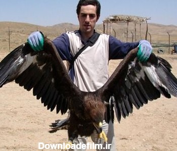 عقاب ایرانی / عکس | پايگاه خبری افکارنيوز