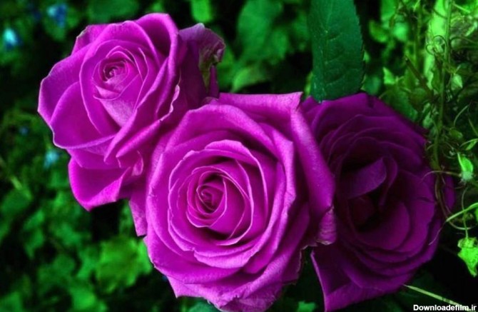 خرید گل رز بنفش زیبا با قیمت استثنایی - آراد برندینگ