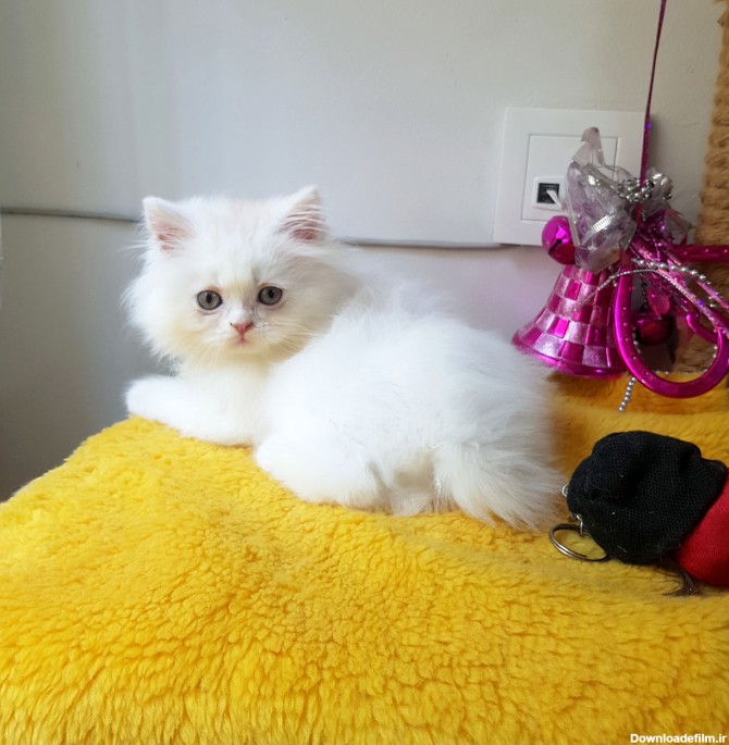 بچه گربه پرشین کت سفید برفی عروسکی | پرشین پشمالو | گربه اصیل