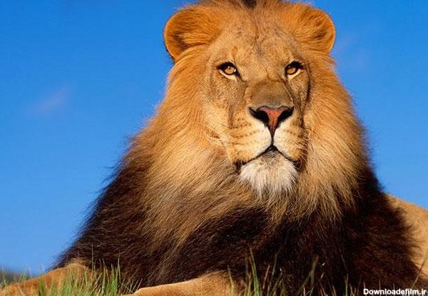عکس از سلطان جنگل شیر