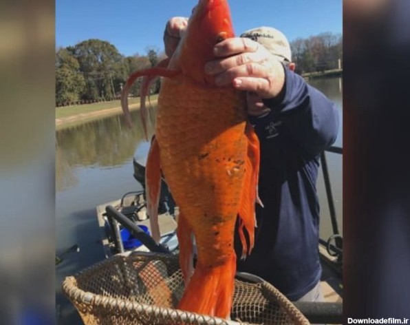 صید ماهی قرمز غول‌پیکر در دریاچه کارولینای جنوبی +عکس