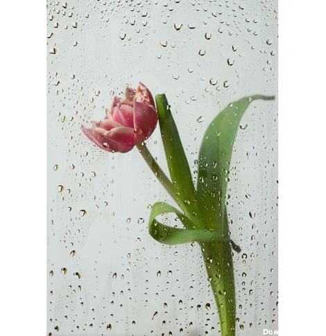 دانلود عکس با کیفیت و زیبا از گل لاله و باران 9211294 ...