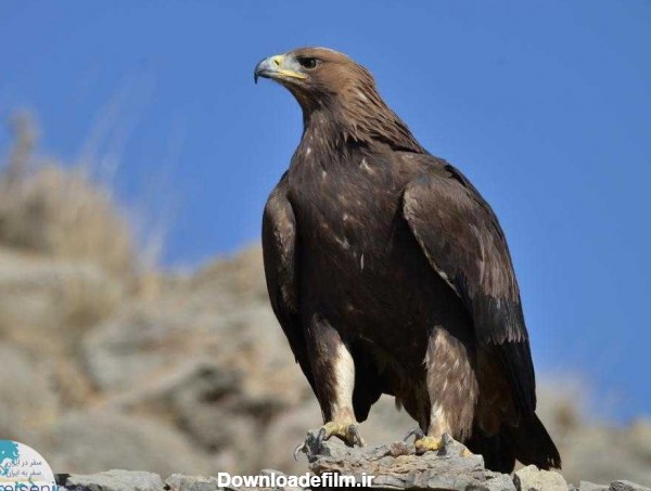 عقاب طلایی ، سلطانی بر فراز آسمان- حیوانات ایران - سفر در ایران