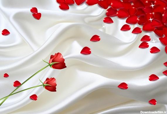 پس زمینه پارچه ای سفید و گل رز قرمز و گلبرگها