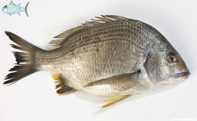 ماهی صبیتی یا جهرو - ماهیگیر
