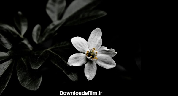 عکس گل نرگس سیاه سفید - عکس نودی