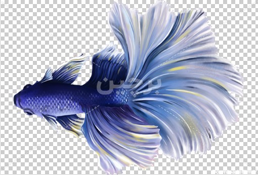 Borchin-ir-blue watercolor fish_png photo عکس ماهی زیبای آکواریومی۲