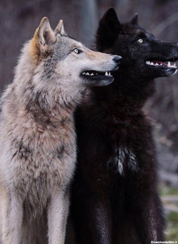 تصویر دو گرگ خفن سیاه و سفید