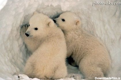 بچه خرس های قطبی aks bache khers gotbi