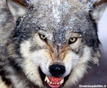 عکس گرگ وحشی wild wolves