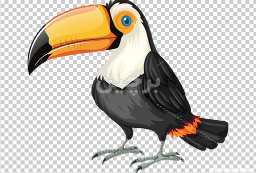 Borchin-ir-parrto cartoon animal photo دانلود نقاشی دیجیتالی طوطی زیبا با نوک بزرگ۲