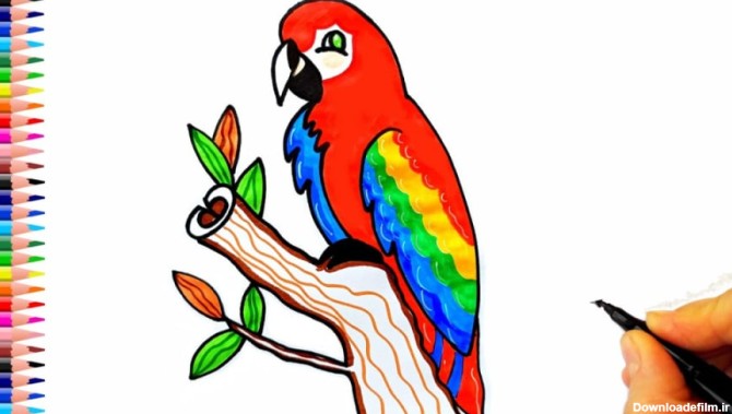 نقاشی طوطی ناز - نقاشی های آسان - چگونه طوطی را بکشیم؟