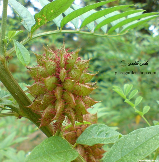 عکس گیاهی شیرین بیان