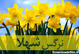 Narcissus نرگس شهلا 1394 - گلستان علی - گلستان علی
