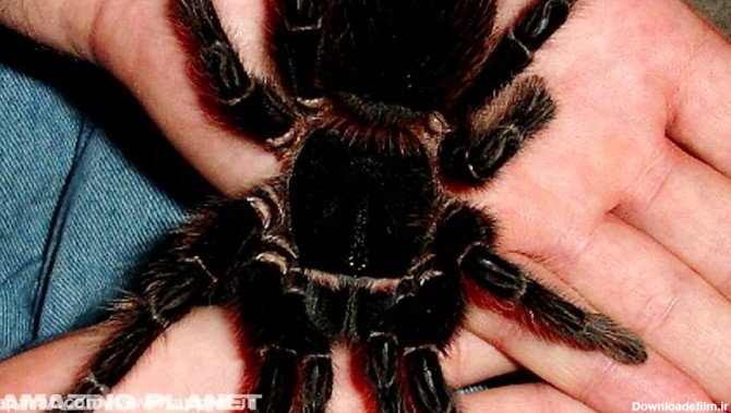بزرگترین و مخوف ترین عنکبوت جهان که منقرض شده است
