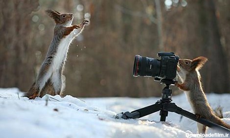 تصاویری زیبا از برف بازی سنجاب ها